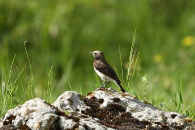 Pied wheatear - (Oenanthe pleschanka) taşın üzerinde 