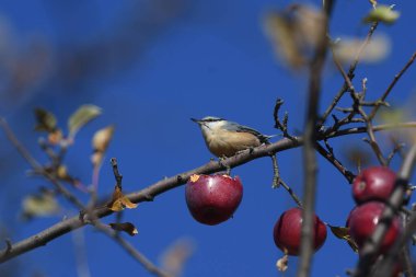 Eurasian Nuthatch - (Sitta europaea) on tree clipart