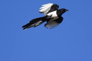 Avrasya Saksağanı - (Pica pica) uçakta