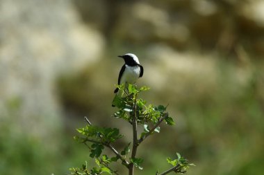 Pied wheatear - (Oenanthe pleschanka) taşın üzerinde