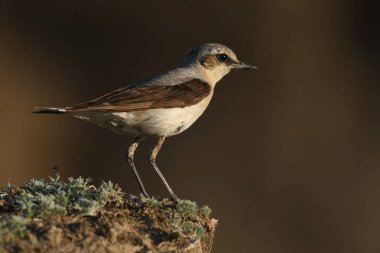 Kuzey Wheatear - (Oenanthe oenanthe) taşın üzerinde