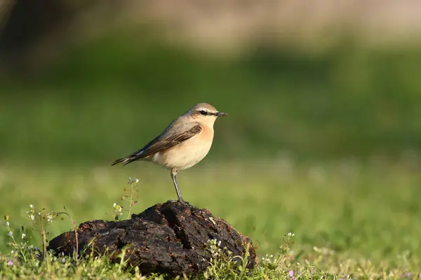 Kuzey Wheatear (Oenanthe oenanthe) bir taşın üzerinde