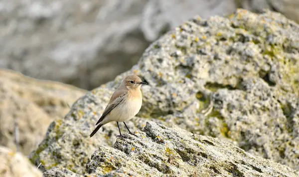 Isabelline Wheatear - (Oenanthe isabellina) bir taşın üzerinde