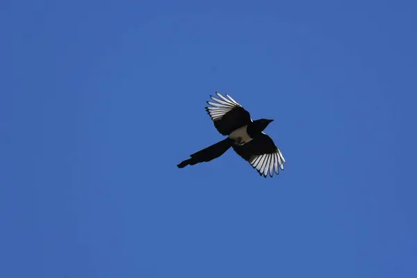 Avrasya Saksağanı - (Pica pica) uçakta