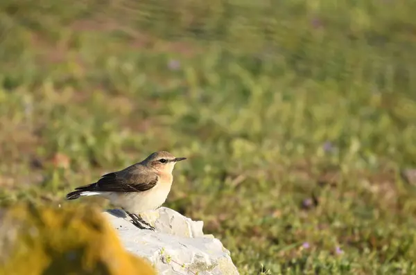 Kuzey Wheatear - (Oenanthe oenanthe) taşın üzerinde