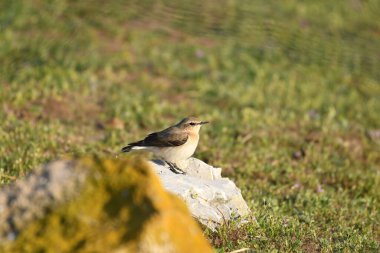 Kuzey Wheatear - (Oenanthe oenanthe) çimlerin üzerinde