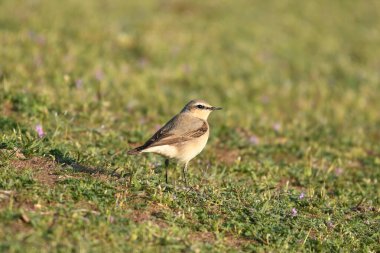 Kuzey Wheatear - (Oenanthe oenanthe) çimlerin üzerinde
