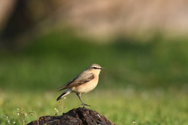 Northern Wheatear  - (Oenanthe oenanthe) on grass clipart