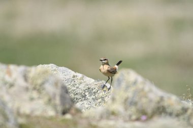 Isabelline Wheatear  (Oenanthe isabellina) on grass clipart