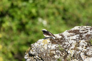 Pied wheatear - (Oenanthe pleschanka) taşların üzerinde