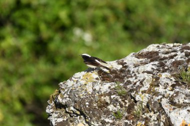 Pied wheatear - (Oenanthe pleschanka) taşların üzerinde