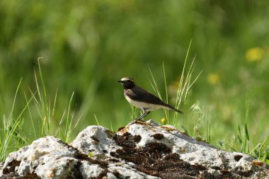 Pied wheatear - (Oenanthe pleschanka) taşların üzerinde