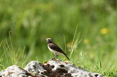Pied wheatear - (Oenanthe pleschanka) taşların üzerinde