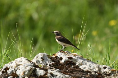 Genç Pied Wheathear - (Oenanthe pleschanka) taşların üzerinde
