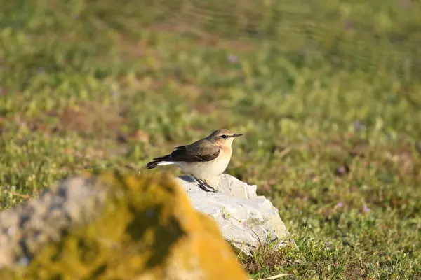 Kuzey Wheatear - (Oenanthe oenanthe) çimlerin üzerinde