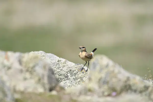 Isabelline Wheatear (Oenanthe isabellina) çimlerin üzerinde