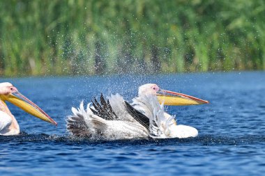 Suda beyaz pelikan - Pelecanus onocrotalus