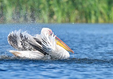 Su üzerinde beyaz pelikan - Pelecanus onocrotalus