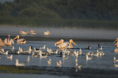 Su üzerinde beyaz pelikan - Pelecanus onocrotalus