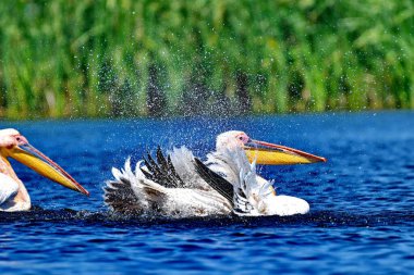 Suda beyaz pelikan - Pelecanus onocrotalus 