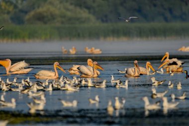 Suda beyaz pelikan - Pelecanus onocrotalus