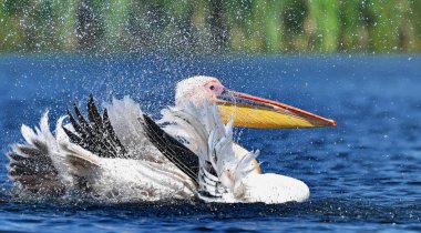 Suda beyaz pelikan - Pelecanus onocrotalus