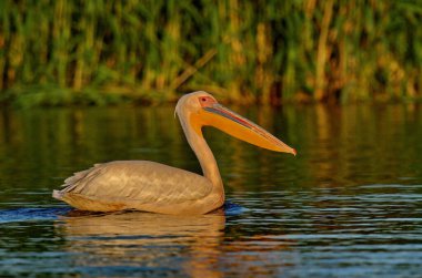 Suda beyaz pelikan - Pelecanus onocrotalus