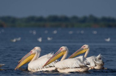 Suda beyaz pelikan - Pelecanus onocrotalus