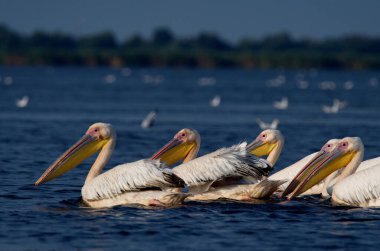 Beyaz pelikan - Pelecanus onocrotalus on water