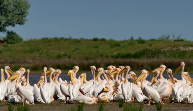 Beyaz pelikan - Pelecanus onocrotalus on water