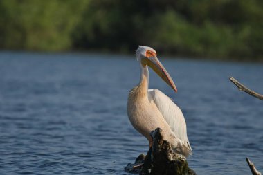 Beyaz pelikan - Pelecanus onocrotalus on water
