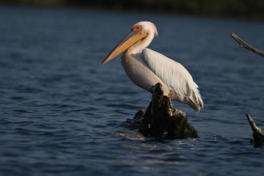 Suda beyaz pelikan - Pelecanus onocrotalus