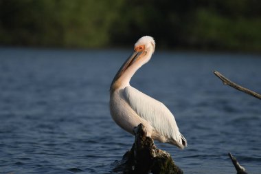 Suda beyaz pelikan - Pelecanus onocrotalus