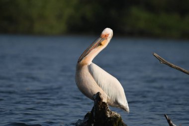 Suda beyaz pelikan - Pelecanus onocrotalus