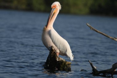 Beyaz pelikan - Pelecanus onocrotalus on water
