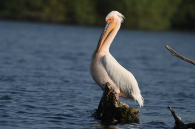 Beyaz pelikan - Pelecanus onocrotalus on water