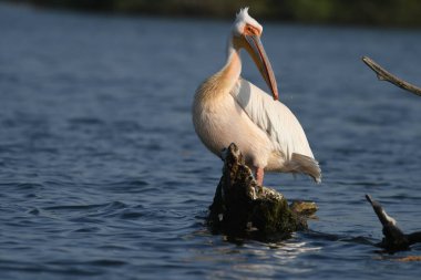 Beyaz pelikan - Pelecanus onocrotalus on water