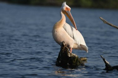 Suda beyaz pelikan - Pelecanus onocrotalus