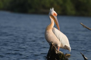 Suda beyaz pelikan - Pelecanus onocrotalus