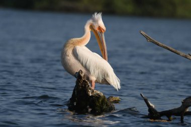 Suda beyaz pelikan - Pelecanus onocrotalus