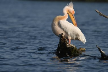 Suda beyaz pelikan - Pelecanus onocrotalus