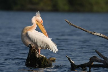 Suda beyaz pelikan - Pelecanus onocrotalus