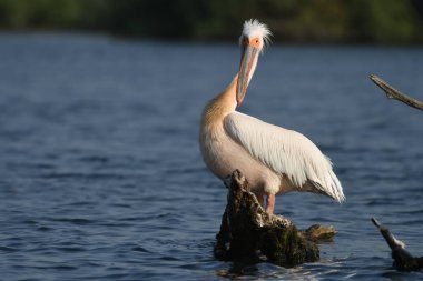 Suda beyaz pelikan - Pelecanus onocrotalus
