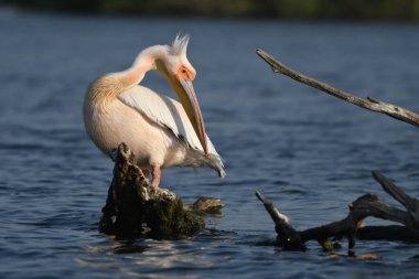 Beyaz pelikan - Pelecanus onocrotalus on water