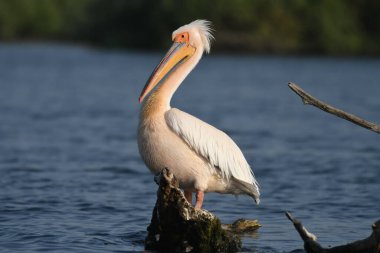 Beyaz pelikan - Pelecanus onocrotalus on water