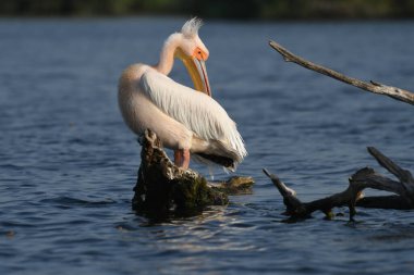 Beyaz pelikan - Pelecanus onocrotalus on water