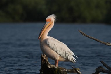 Beyaz pelikan - Pelecanus onocrotalus on water