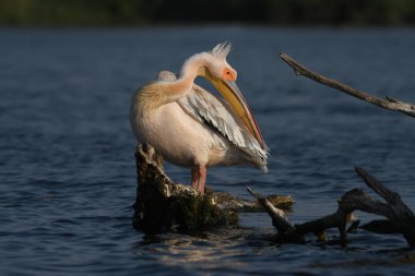 Beyaz pelikan - Pelecanus onocrotalus on water
