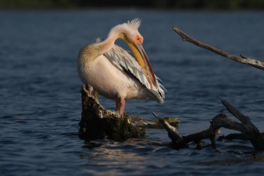 Beyaz pelikan - Pelecanus onocrotalus on water