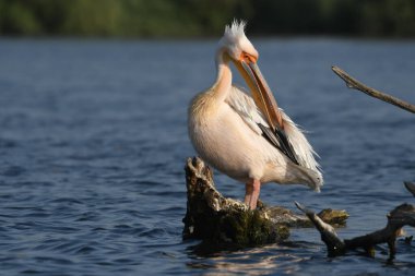 Beyaz pelikan - Pelecanus onocrotalus on water